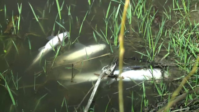 Poluare pe un afluent al Oltului din judetul Dolj. Ce au vrut localnicii sa faca cu pestii morti culesi din rau