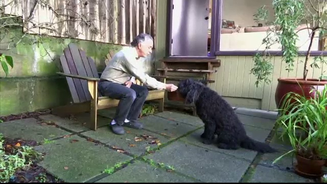 Artrita la caini si alte afectiuni, "tratate" cu cannabis. De ce medicii veterinari americani nu incurajeaza aceasta practica