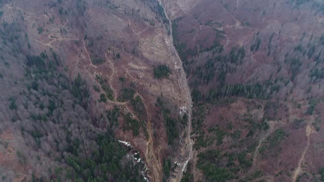 200 de oameni de stiinta cer masuri urgente pentru protejarea padurilor din Romania. Imagini revoltatoare, filmate din drona