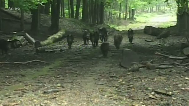 Accident grav provocat de o turma de mistreti, in Maramures. Fermierii sunt disperati si le cer autoritatilor sa intervina