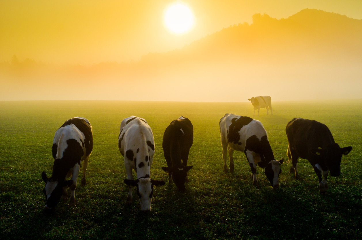 Turcia returneaza Olandei 40 de vaci Holstein, in semn de protest fata de guvernul acestei tari