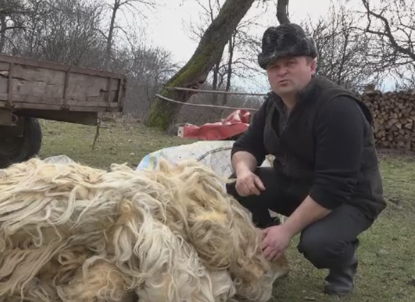 Ministerul Agriculturii îi va ajuta pe ciobani să își vândă lâna