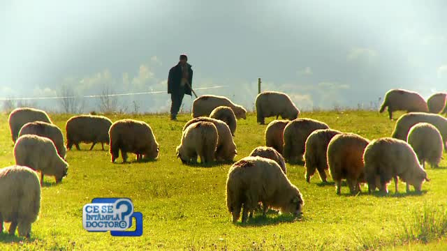 Va place branza de Sibiu? Iata cate dintre produsele care se vand in piete sunt cu adevarat de la ciobanii din Marginime
