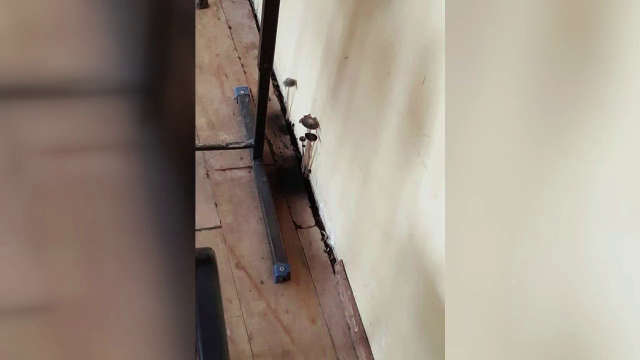 Directorul unui liceu din Constanta, amendat cu 1.000 de lei dupa ce intr-o clasa au aparut ciuperci pe un perete. FOTO