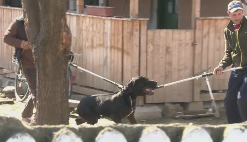 Scene de groaza intr-o gospodarie din Filiasi. Ce le-a facut acest caine stapanilor sai