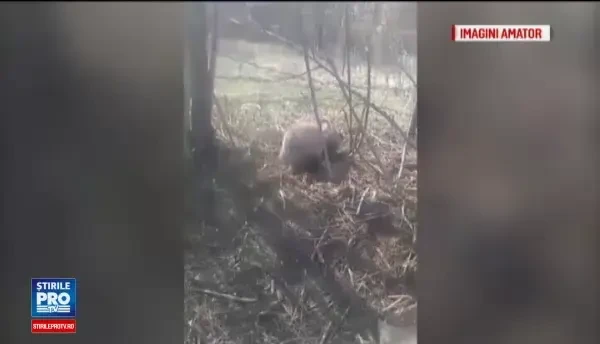 Un baiat de 15 ani, din Prahova, a vrut sa salveze un bursuc prins intr-o capcana. Cum s-a incheiat aventura adolescentului