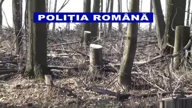 Padurile Romaniei dispar hectar dupa hectar! Peisaj dezolant in judetul Galati, din cauza taierilor necontrolate