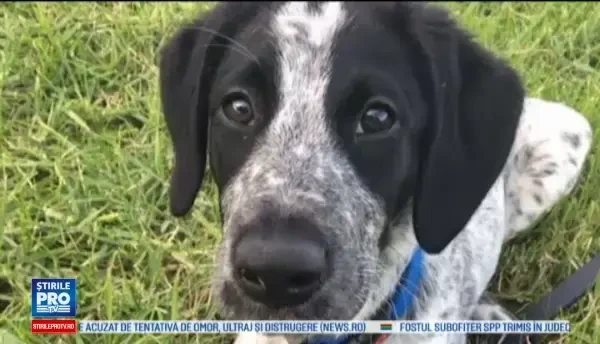 Autoritatile neo-zeelandeze au impuscat un caine al politiei fiindca se plimba pe pista aeroportului din Auckland