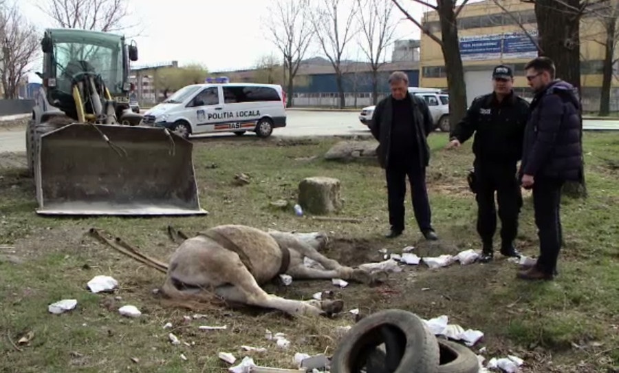 Un cal a fost lasat sa se chinuie o zi intreaga pe o strada din Iasi. Politistii au vazut ce se intampla si nu au facut nimic