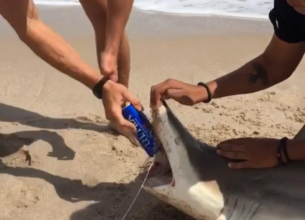 Student filmat in timp ce desface o doza de bere cu dintii unui rechin. Ce a urmat dupa ce imaginile au ajuns online. VIDEO