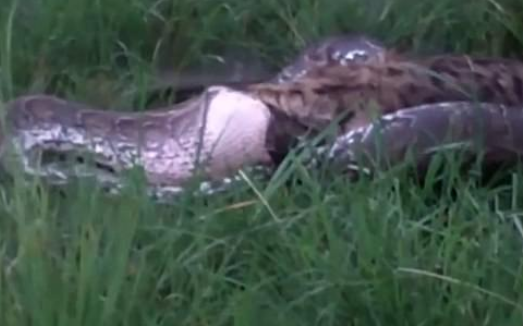 Turistii dintr-o rezervatie din Kenya au filmat momentul in care un piton mananca o hiena intreaga.VIDEO