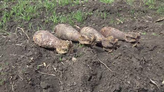 Localnicii din Mures au dat peste 40 de proiectile neexplodate in timp ce arau pamantul. Cat de vechi ar fi acestea