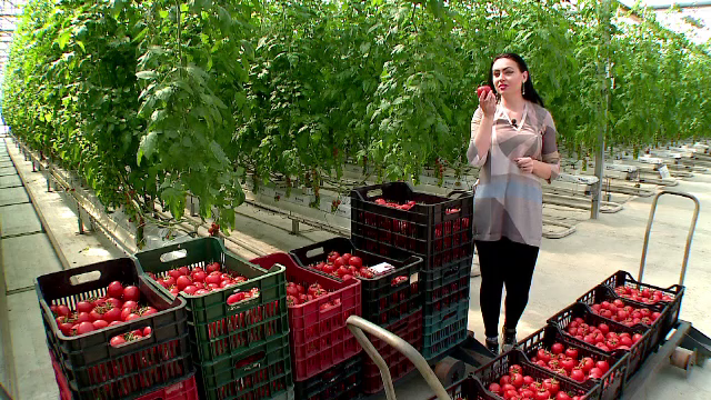 Cum cresc rosiile ecologice din Romania cu ajutorul muzicii. "Voi sunteti foarte norocosi ca aveti un sol foarte bun"