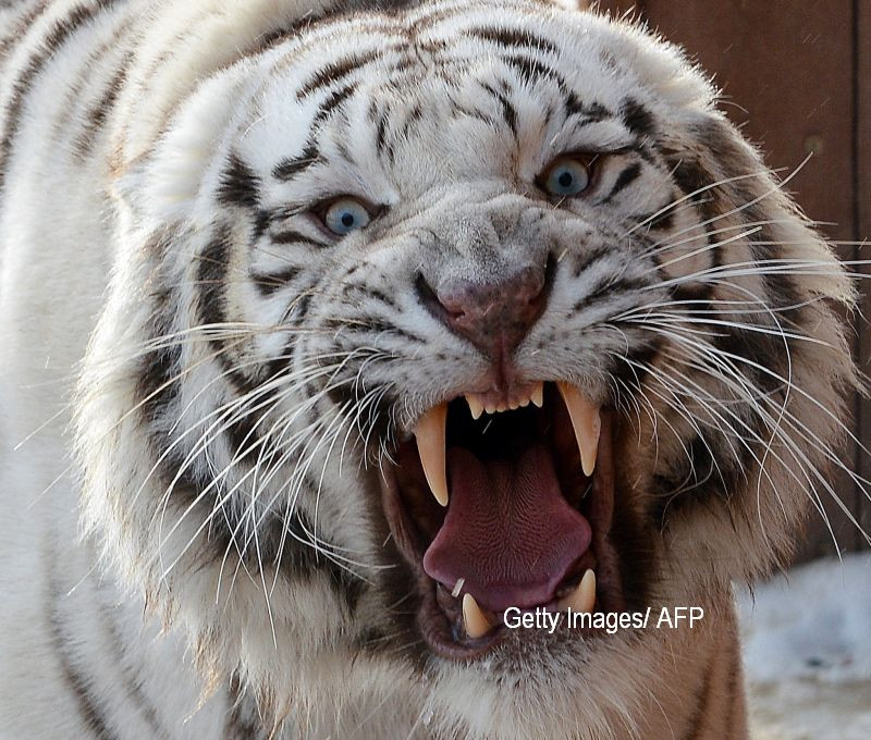 Un tigru a fost omorat intentionat de o echipa de muncitori, cu ajutorul unui excavator. Ce a facut animalul. VIDEO