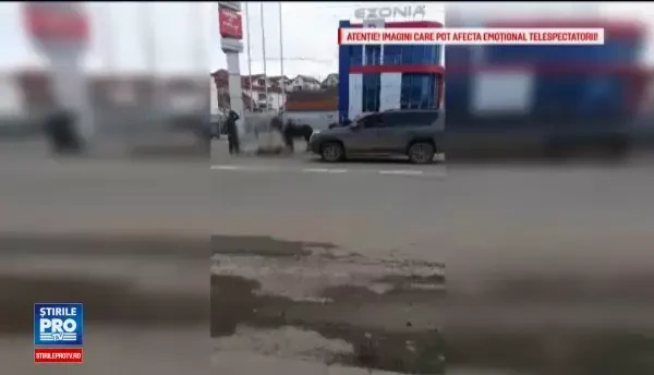 Un cal a fost lasat sa se chinuie o zi intreaga pe o strada din Iasi. Politistii au vazut ce se intampla si nu au facut nimic