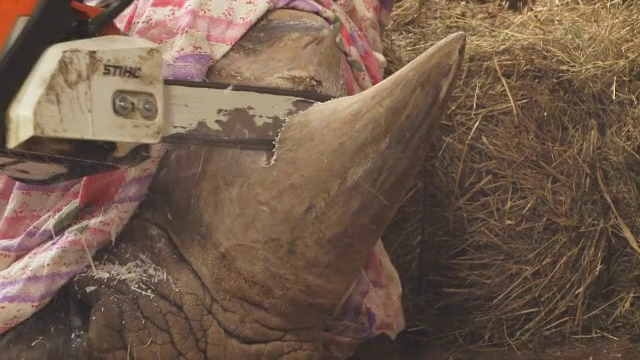 Decizie radicala a unei Gradini Zoologice din Cehia. Va taia coarnele tuturor rinocerilor sai ca masura de precautie