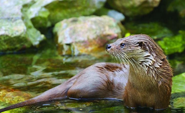 Orice vot conteaza. Ajutati la conservarea si restaurarea Raului Putna din Muntii Vrancei si a speciilor din regiune