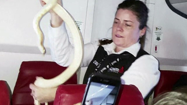 Pasageri dintr-un avion pe o cursa interna in SUA, speriati de un sarpe care se plimba printre scaune