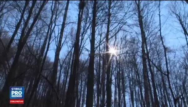 Seva de mesteacan, un medicament minune pentru o multime de afectiuni. Cum o recolteaza localnicii din Apuseni