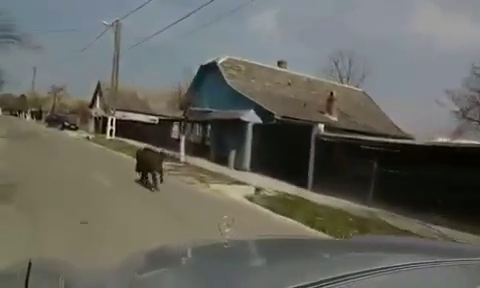 Bărbatul mușcat de un mistreț pe un câmp din Argeș a murit. Animalul i-a secționat artera femurală