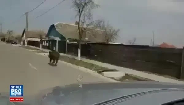 Imaginile surprinse de un sofer intr-un sat din Arad. Un mistret alearga nestingherit pe strada