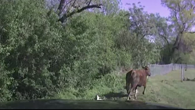Confruntare intre o vaca naravasa si un politist din Texas care trebuia sa o prinda. Cine a izbandit pana la urma