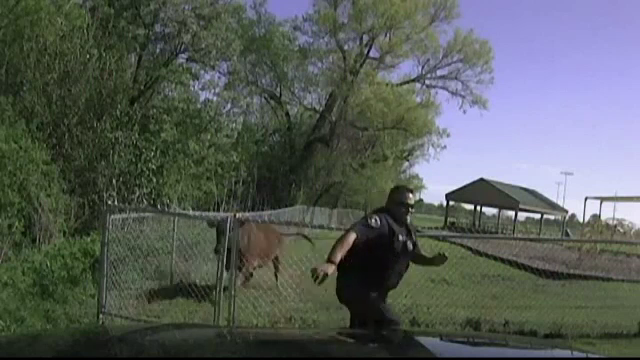 vaca si politist