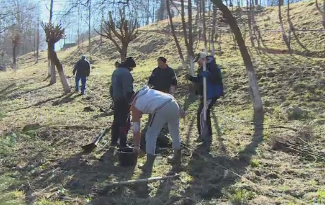 Zeci de pomi plantati in Petrila, furati in cateva zile. Ce s-a intamplat dupa ce viceprimarul a facut apel pe Facebook