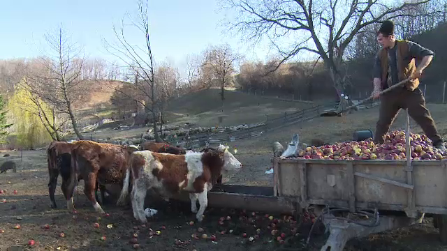Merele romanesti, hrana pentru animale din cauza fructelor de import. Cum sunt afectati fermierii de sanctiunile rusesti