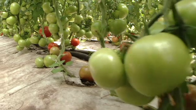 90% din rosiile romanesti sunt, de fapt, crescute din seminte de import. De ce renunta fermierii la soiurile autohtone