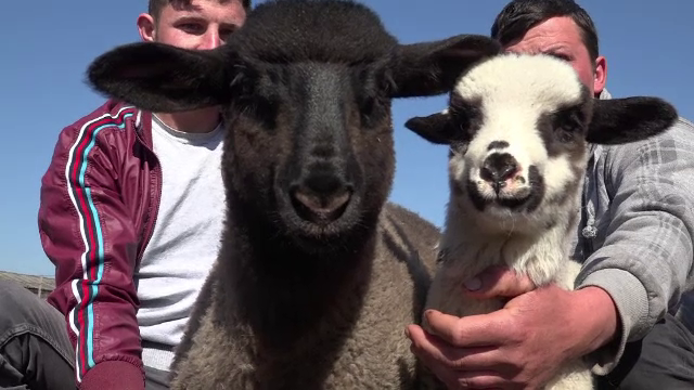 Crescatorii de miei ies pe piata cu oferte indraznete de Paste. De ce este preferata in strainatate rasa de carne Palas