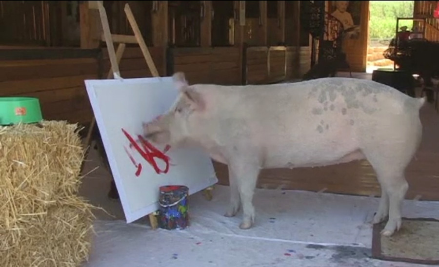 Un porc din Africa de Sud s-a apucat de pictura. Cu ce preturi se vand tablourile lui Pig-casso