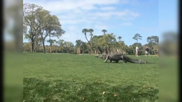 Un aligator urias a aparut pe un teren de golf chiar in timpul unui turneu. Reactia oamenilor. VIDEO
