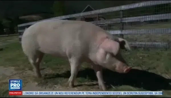 Un porc din Africa de Sud s-a apucat de pictura. Cu ce preturi se vand tablourile lui Pig-casso