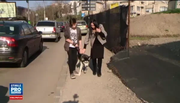 Un caine furat din Iasi a fost gasit dupa o luna, inchis intr-o duba. De ce politia nu face nimic in astfel de cazuri