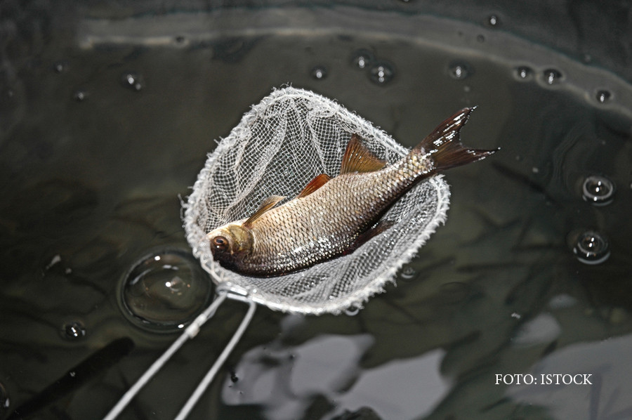 Care este cel mai sanatos peste din apele Romaniei. Grasimea lui reduce colesterolul si protejeaza inima