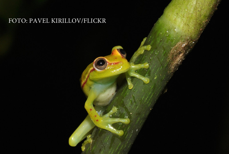 Cercetatorii argentinieni au gasit prima broasca FLUORESCENTA. Oamenii de stiinta nu isi explica de ce lumineaza