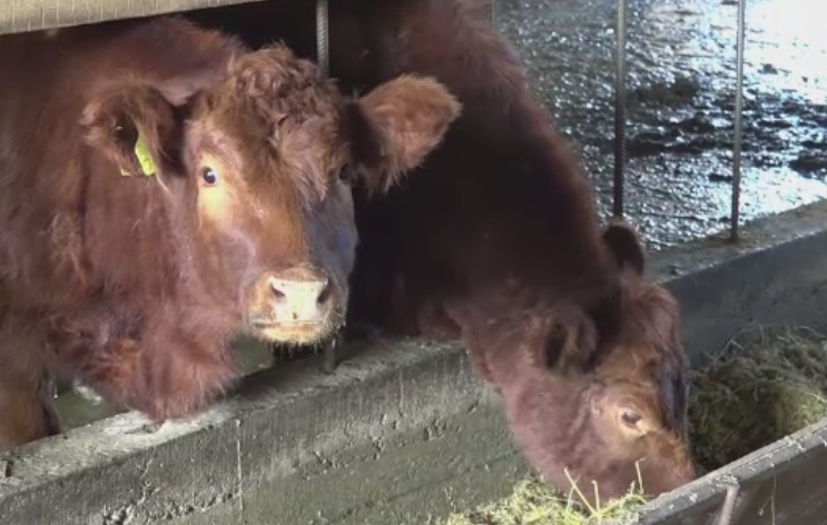 Tot mai multi romani vor sa isi deschida ferme cu ajutor de la stat. Suma uriasa pe care o poate obtine un fermier
