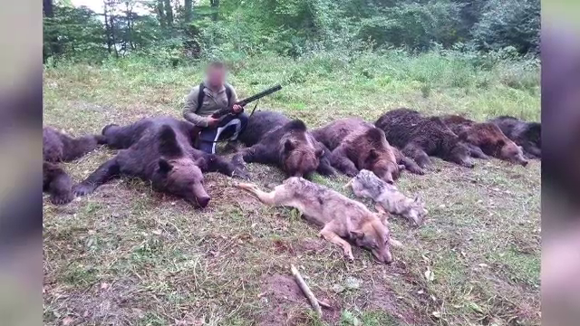 AJVPS cere reinfiintarea cotelor de vanatoare pentru ca ursii iesiti din hibernare sunt periculosi. Ce NU spun insa vanatorii