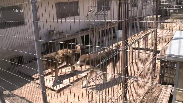 Un copil de 8 ani se zbate intre viata si moarte, dupa ce a fost atacat de caini. Medic: "Plagile sunt greu de numarat"