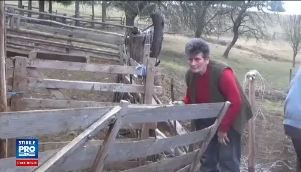 Scandal pe ursii din padure. Vanatorii cer dreptul de a-i impusca din nou, iar ecologistii se impotrivesc