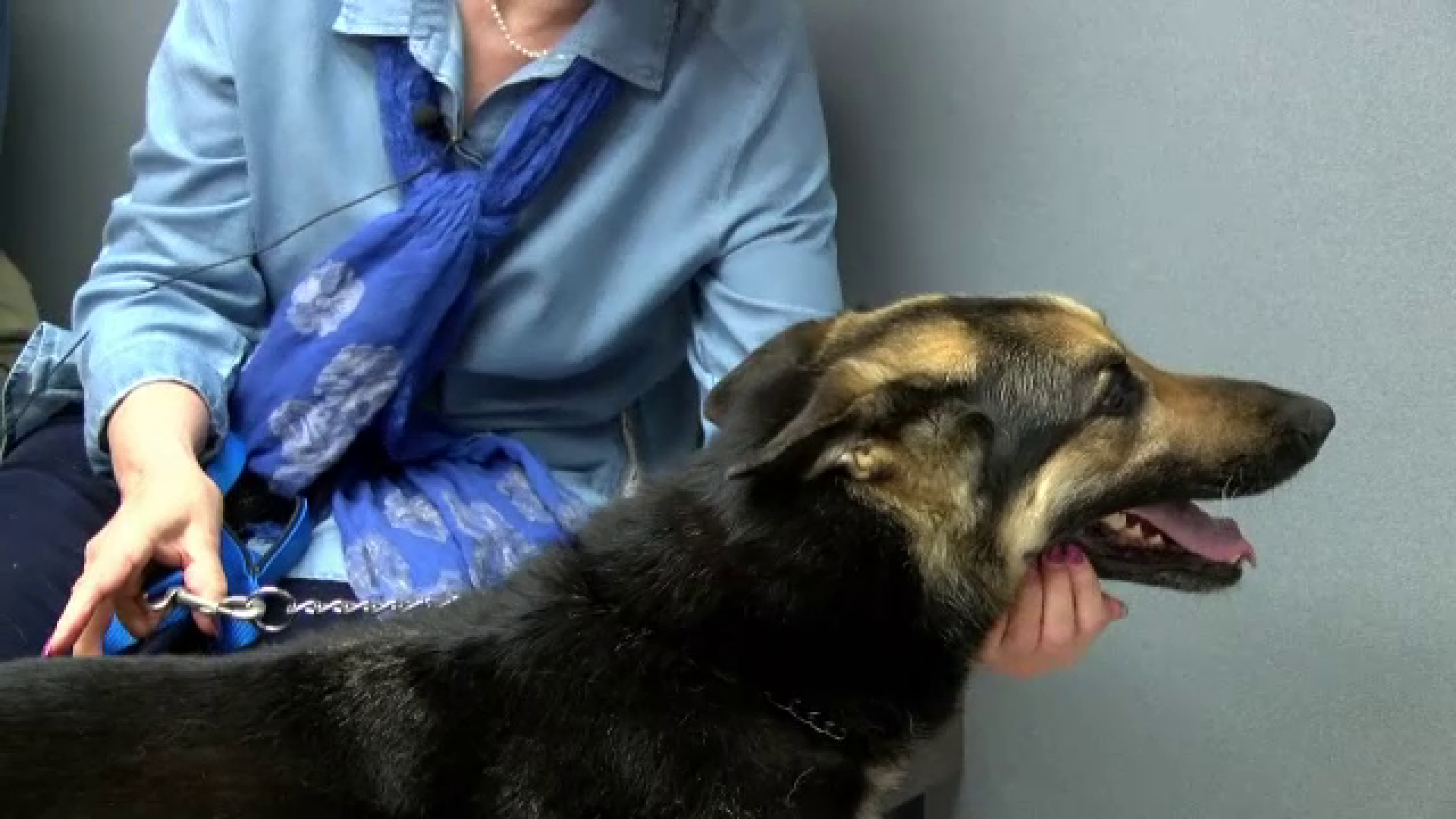 Un caine s-a intors acasa dupa patru ani in care nimeni n-a stiut de el. Stapanii: "Eram sigur ca am pierdut-o definitiv"