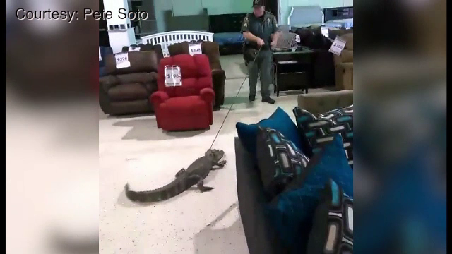 Un aligator de un metru si jumatate si-a facut aparitia intr-un magazin de mobila din Florida. Ce s-a intamplat cu reptila