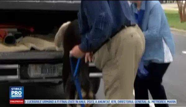 Un caine s-a intors acasa dupa patru ani in care nimeni n-a stiut de el