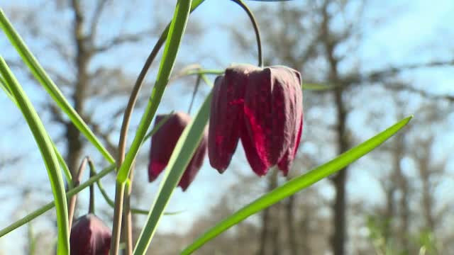 Laleaua pestrita atrage an de an numerosi turisti in rezervatia din Bistrita-Nasaud. Ce o face atat de speciala