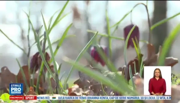 Laleaua pestrita atrage an de an numerosi turisti in rezervatia din Bistrita-Nasaud. Ce o face atat de speciala