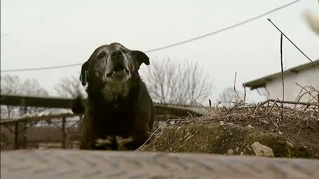 Copilul de 8 ani din Campia Turzii trece azi prin prima operatie de reconstructie. Joi, baietelul a fost sfasiat de 4 caini