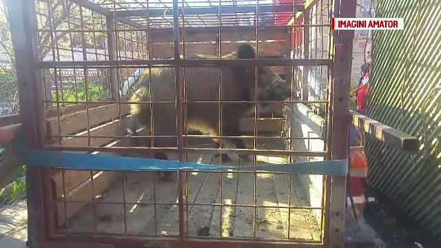 Panica in Dej, unde intr-o gospodarie din centrul orasului un mistret si-a facut aparitia si a speriat teribil localnicii