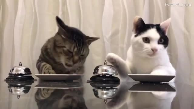 Clipul in care doua pisicute apasa pe sonerie pentru a primi mancare, viral pe internet. Politicianul fermecat de imagini