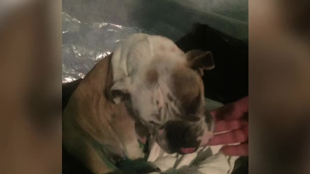 "Fabricile" de caini care scot pe banda pui cu anomalii genetice. Adevarul din spatele anunturilor de vanzare de pe internet